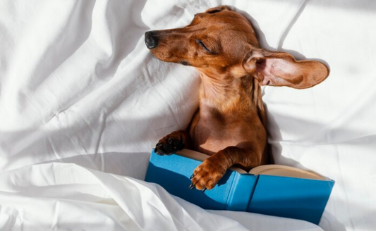 10 Must-Have Products for Your Pet’s Ultimate Comfort